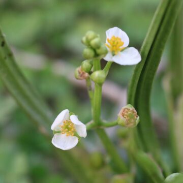 Sagittaria trifolia Macro Shots of Threeleaf Arrowhead in Ponds 4K