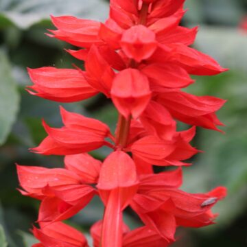 Scarlet Sage Flower Salvia splendens Bright Red Garden Beauty Nature Close-Up 4K (101)_11zon