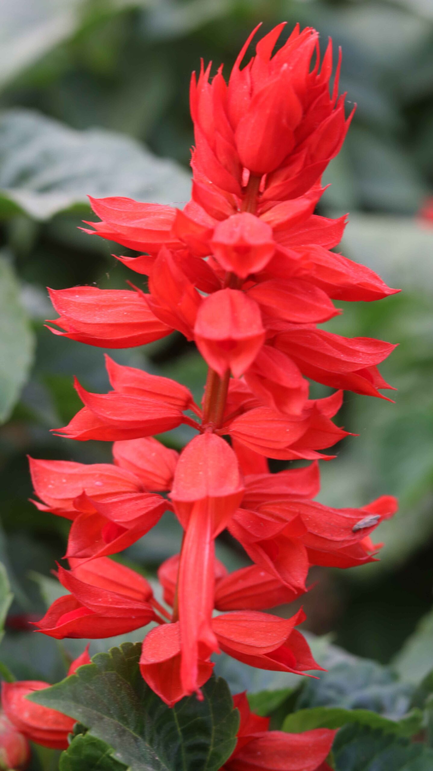 Scarlet Sage Flower Salvia splendens Bright Red Garden Beauty Nature Close-Up 4K (101)_11zon