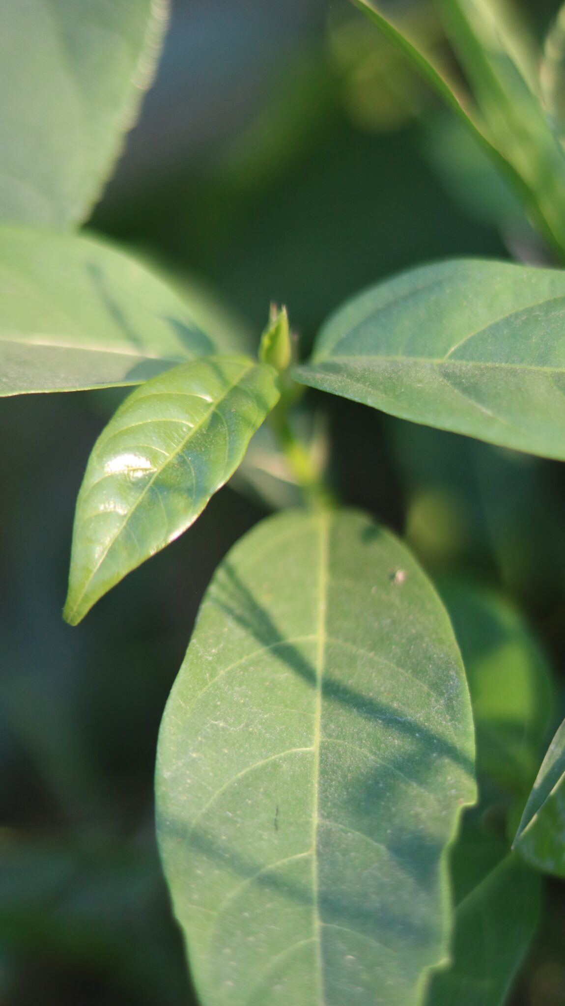Snake Jasmine (Trachelospermum jasminoides) – Uses, Benefits & Plant (6)-min