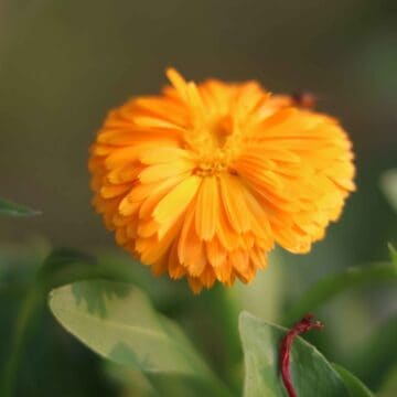 Relaxing Calendula Flowers Swaying | Peaceful Pot Marigold Garden 4K 10