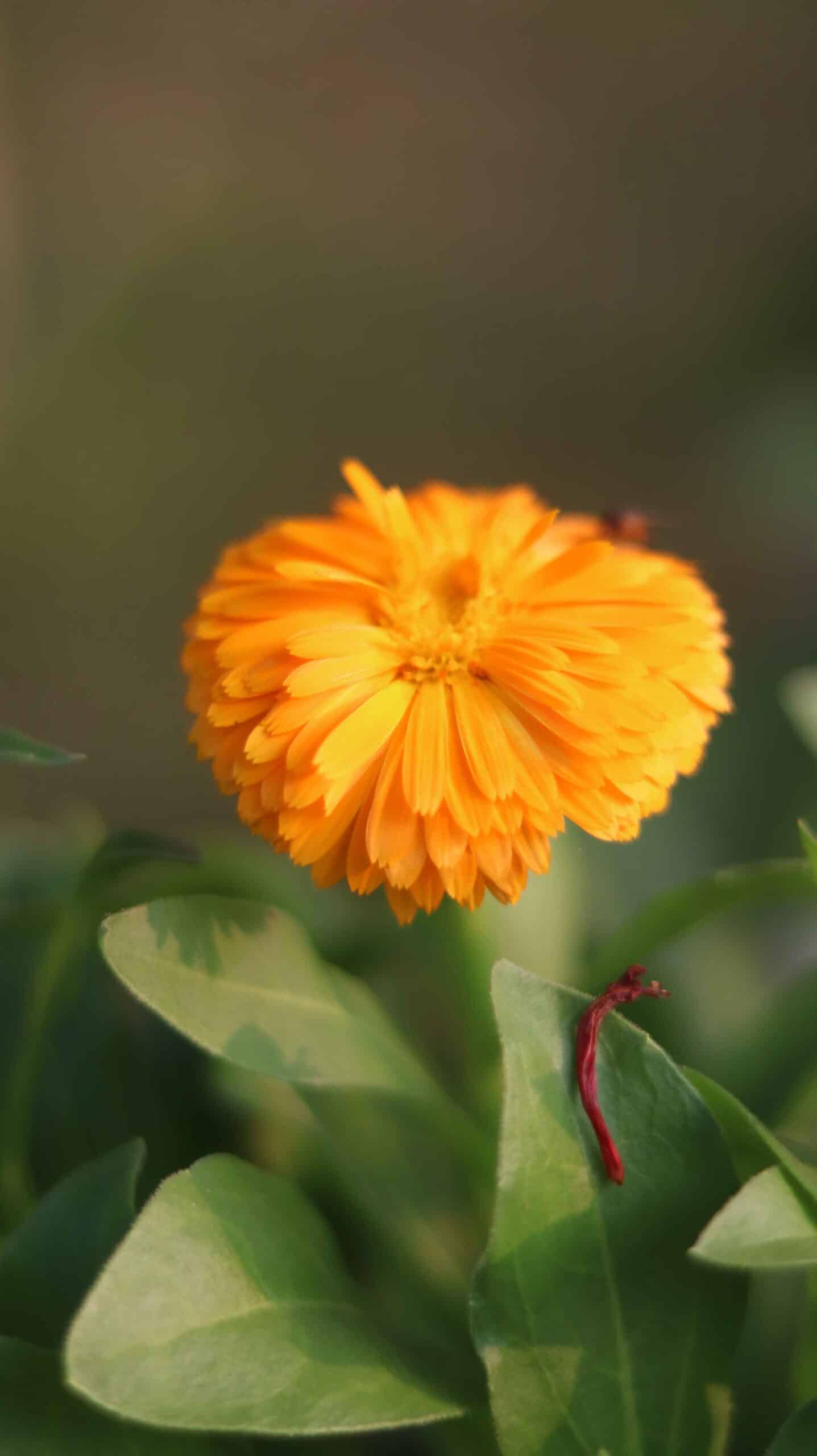Relaxing Calendula Flowers Swaying | Peaceful Pot Marigold Garden 4K 10
