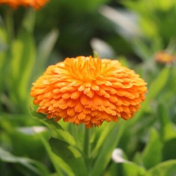 Relaxing Calendula Flowers Swaying | Peaceful Pot Marigold Garden 4K 10