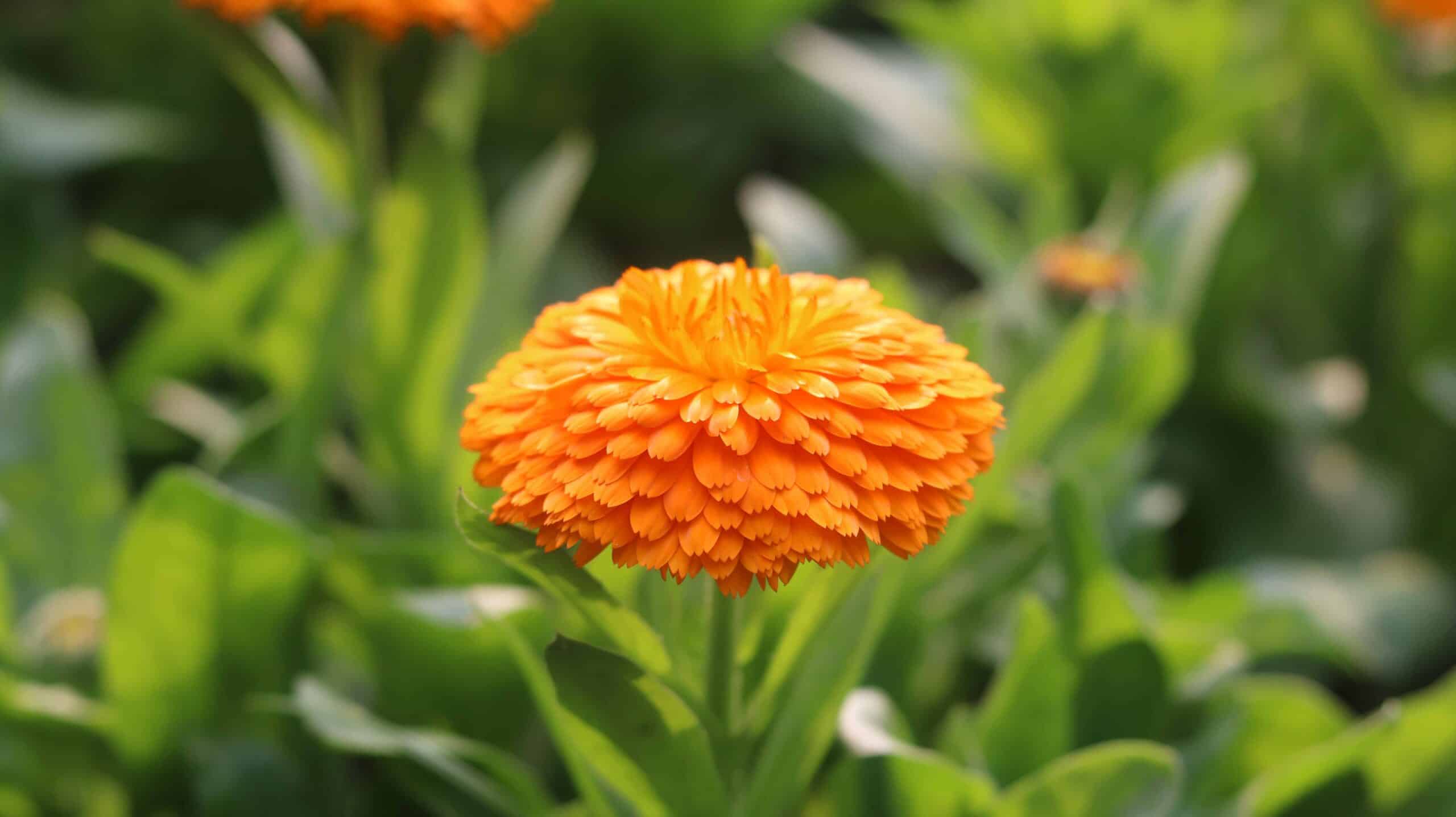 Relaxing Calendula Flowers Swaying | Peaceful Pot Marigold Garden 4K 10