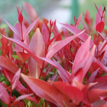 Syzygium Species – Evergreen Trees & Shrubs for Fruit and Landscaping (11)-min