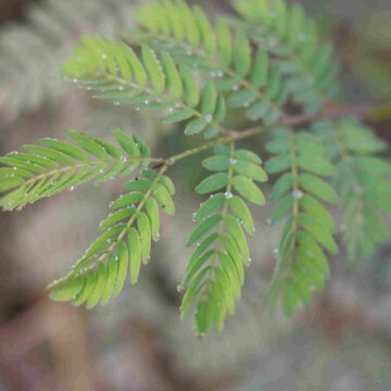 Touch-Me-Not Plant (Mimosa Pudica) 🌿 | Sensitive Plant Leaves Folding | Nature Macro Video