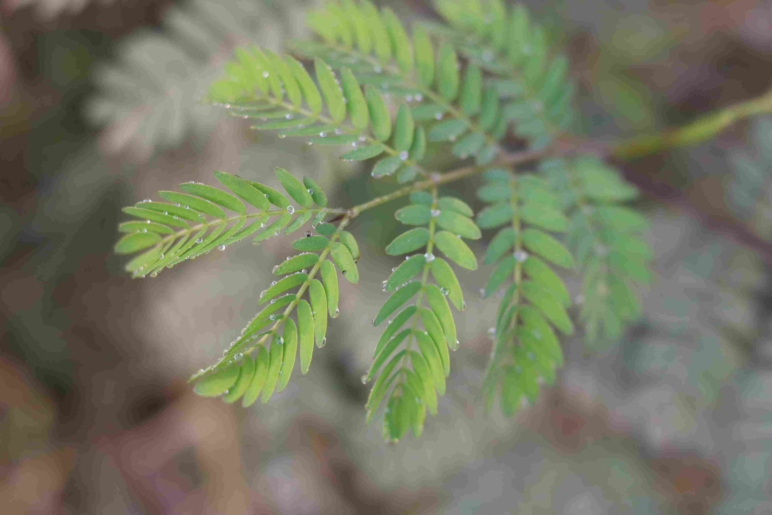 Touch-Me-Not Plant (Mimosa Pudica) 🌿 | Sensitive Plant Leaves Folding | Nature Macro Video