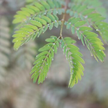 Touch-Me-Not Plant (Mimosa Pudica) 🌿 | Sensitive Plant Leaves Folding | Nature Macro Video