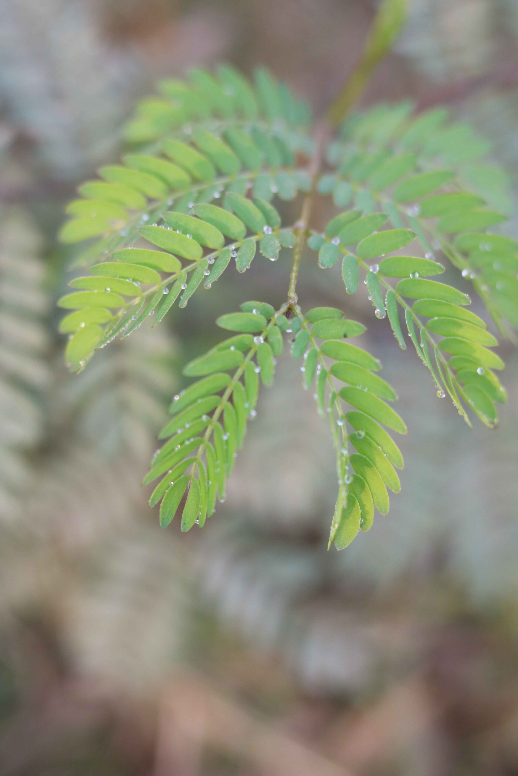 Touch-Me-Not Plant (Mimosa Pudica) 🌿 | Sensitive Plant Leaves Folding | Nature Macro Video