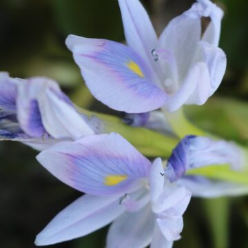Water Hyacinth Flower (Eichhornia crassipes) (5)-min