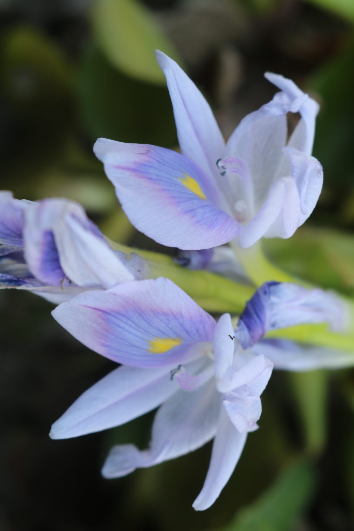 Water Hyacinth Flower (Eichhornia crassipes) (5)-min