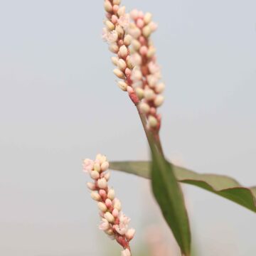 Wild Smartweed Flower Persicaria Plant Close-Up Peaceful Nature Video (3)_11zon
