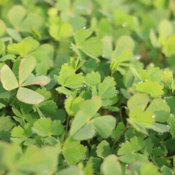Wood Sorrel Oxalis corniculata Green Heart-Shaped Leaves Close-Up Nature Beauty 4K