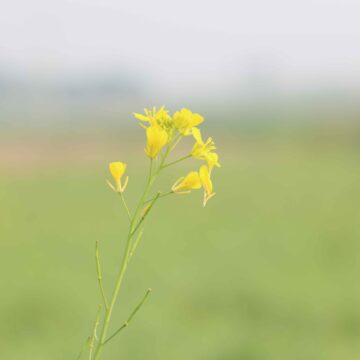 Yellow Mustard Flower Wild Brassica Bloom Close-Up 4K Nature Video