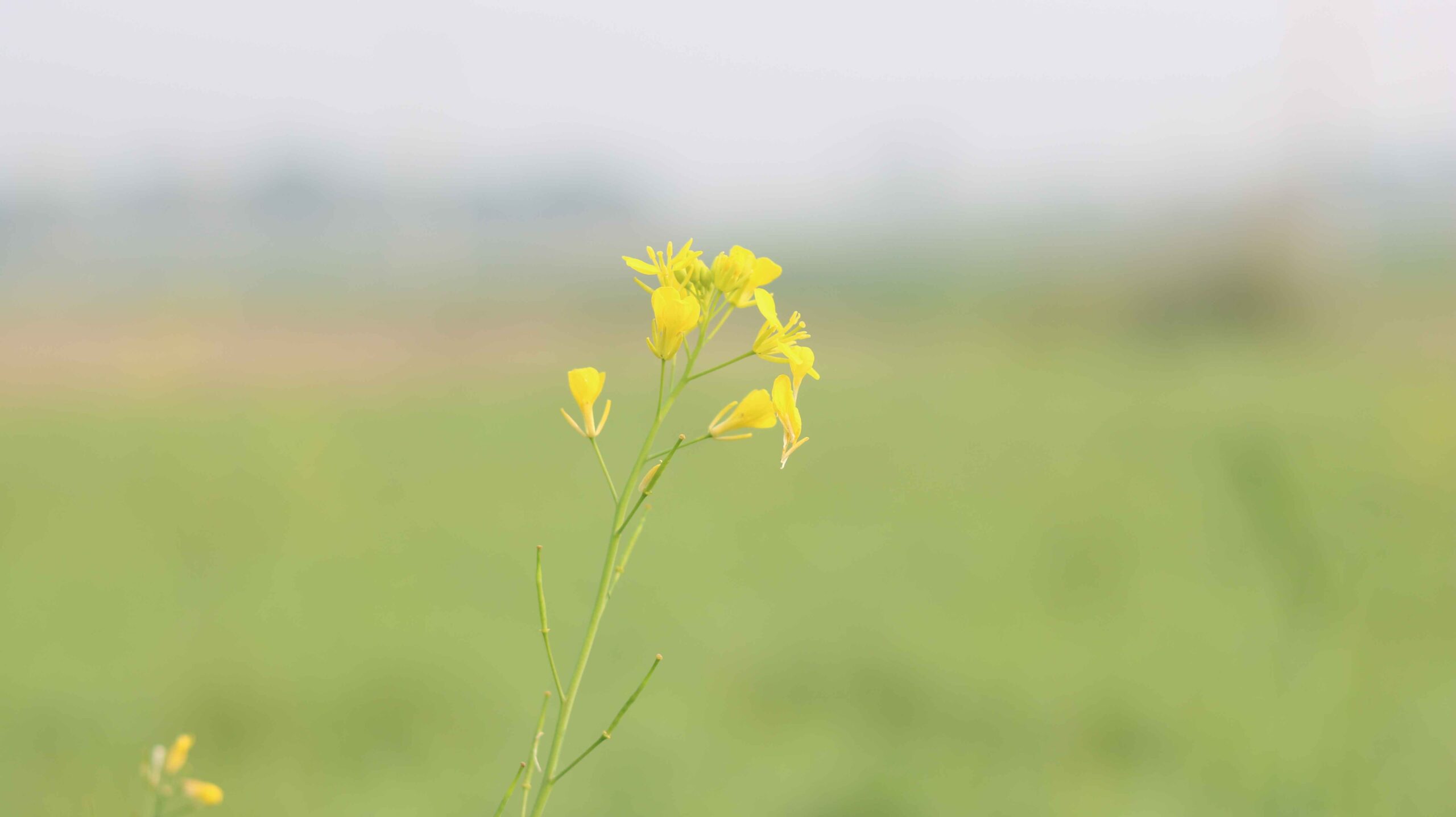 Yellow Mustard Flower Wild Brassica Bloom Close-Up 4K Nature Video