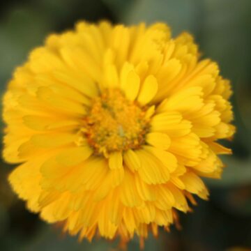 🌼 Calendula officinalis Close-Up Stunning Pot Marigold Flowers in Garden Beauty 4K