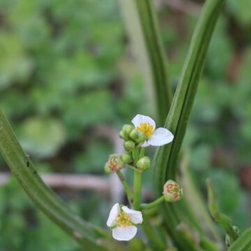 🌿 Sagittaria trifolia Threeleaf Arrowhead Close-Up Aquatic Plant Beauty in Nature 4K