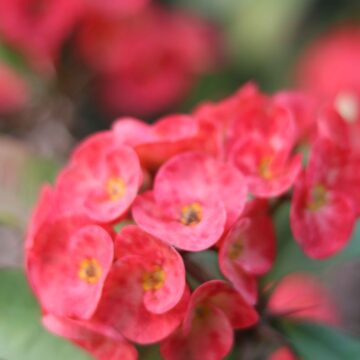 Crown of Thorns Flower Close Up | Red Euphorbia milii Nature