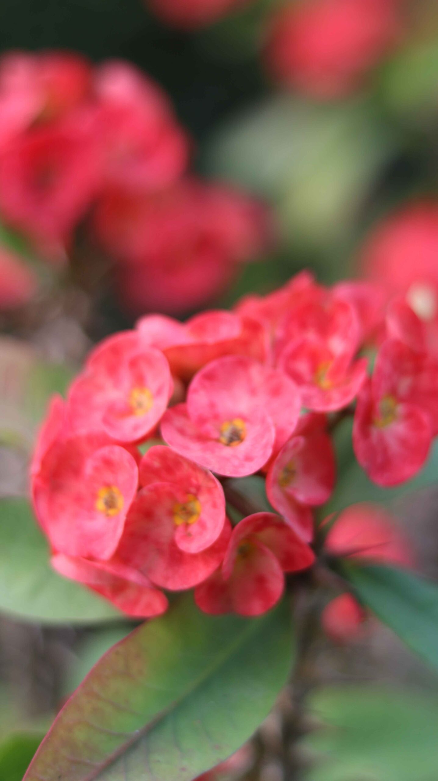 Crown of Thorns Flower Close Up | Red Euphorbia milii Nature