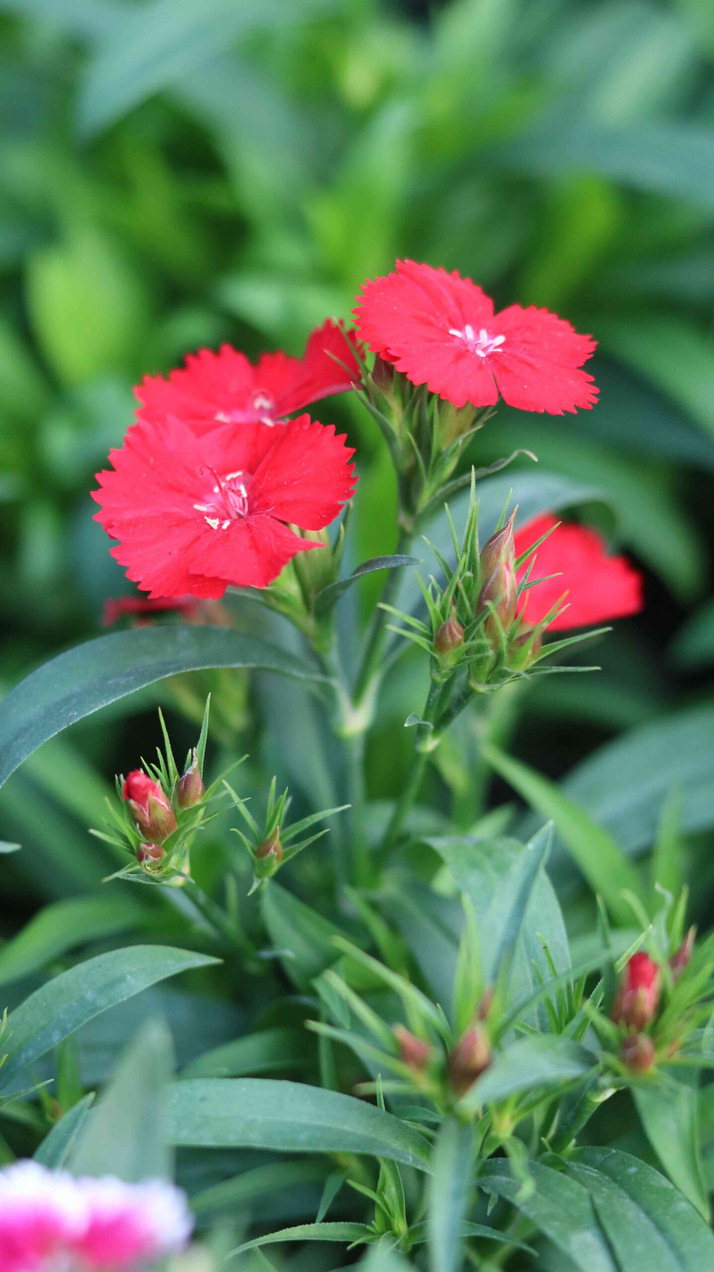 Dianthus Flower Close Up in 4K | Vibrant Red Garden Bloom