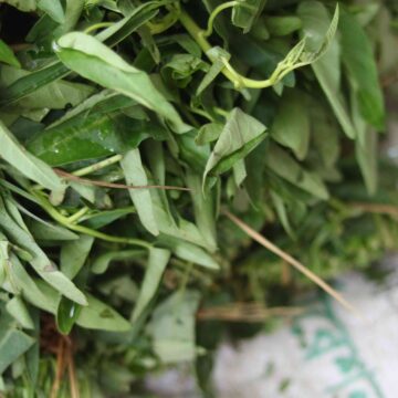 Fresh Water Spinach (Kolmi Shak) Harvest