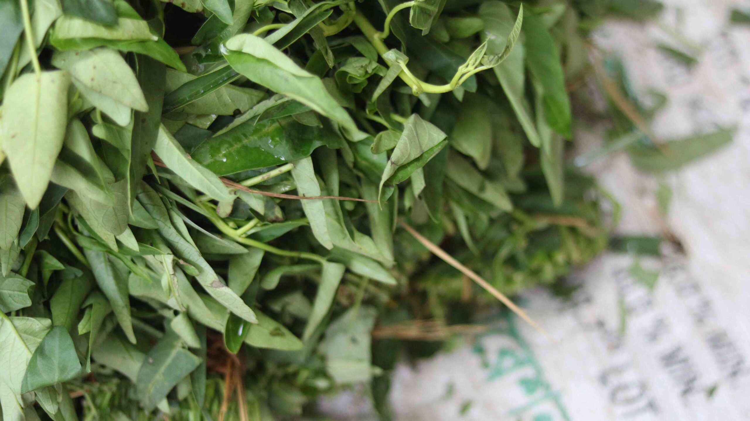 Fresh Water Spinach (Kolmi Shak) Harvest