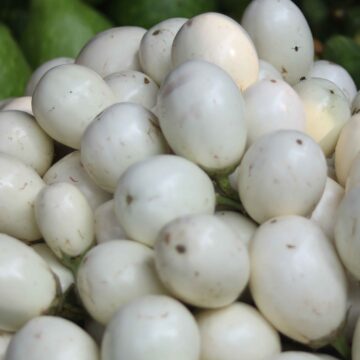 Fresh White Eggplant Harvest