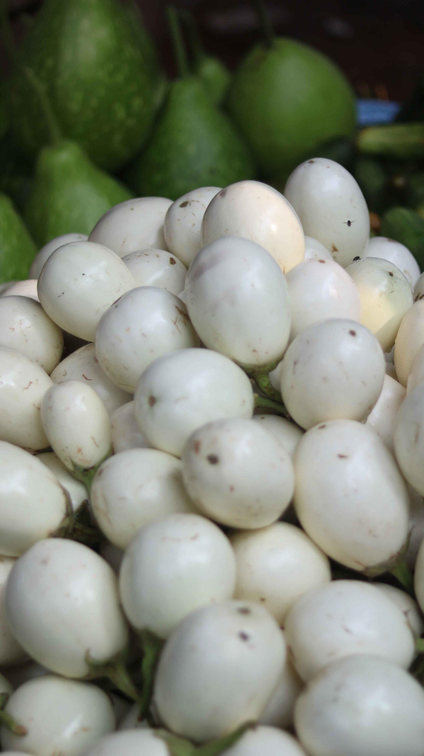 Fresh White Eggplant Harvest