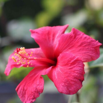 Lantana Flower Close Up | Colorful Wild Flower Nature