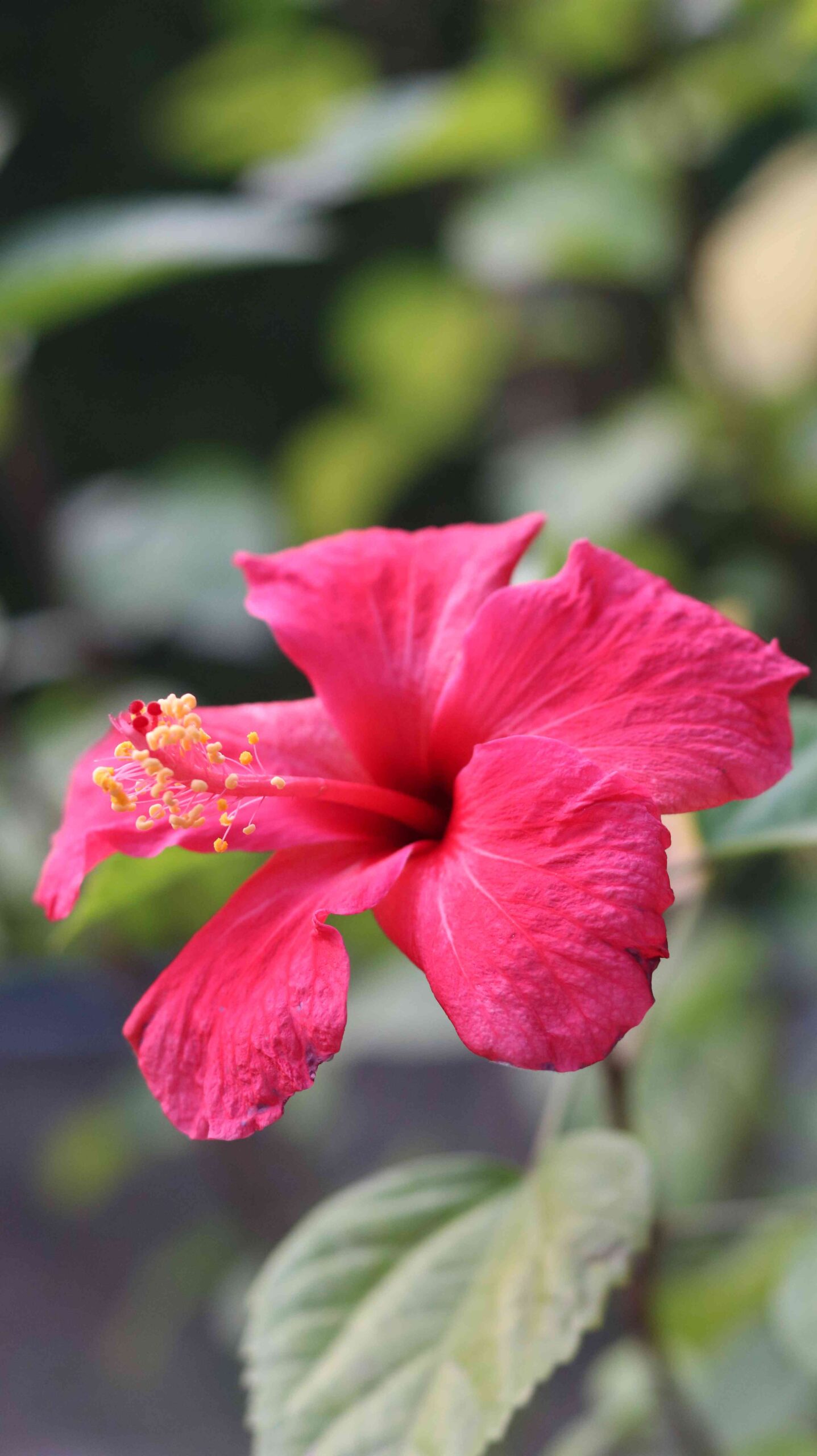 Lantana Flower Close Up | Colorful Wild Flower Nature