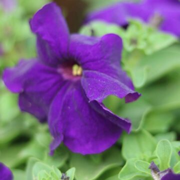 Red Petunia Flower Close Up Beautiful Garden Bloom Petunia 4K Nature