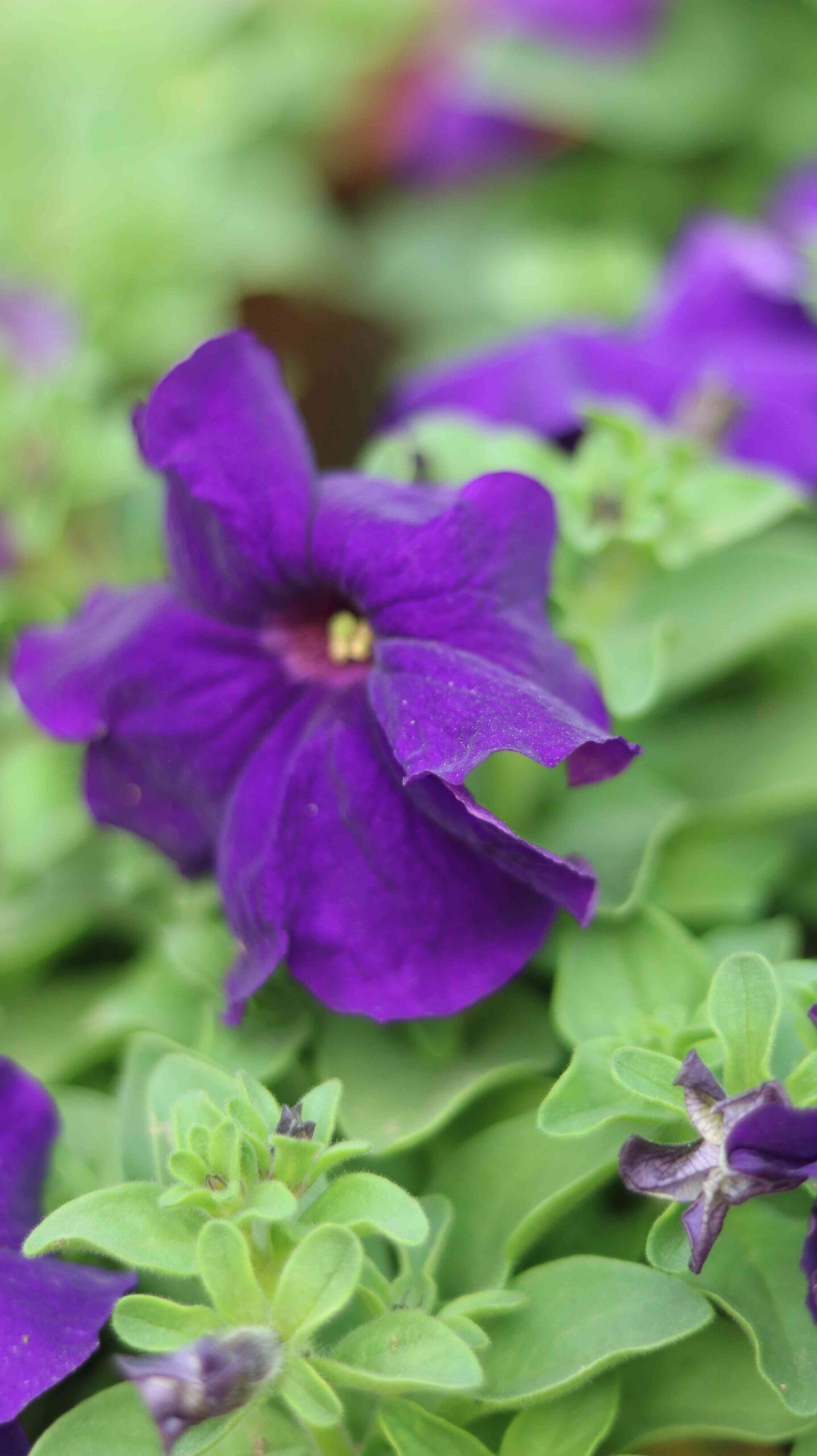 Red Petunia Flower Close Up Beautiful Garden Bloom Petunia 4K Nature