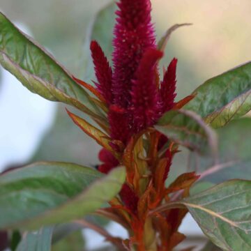 Scarlet Sage Flower Salvia splendens Bright Red Garden Bloom Close Up 4K Nature