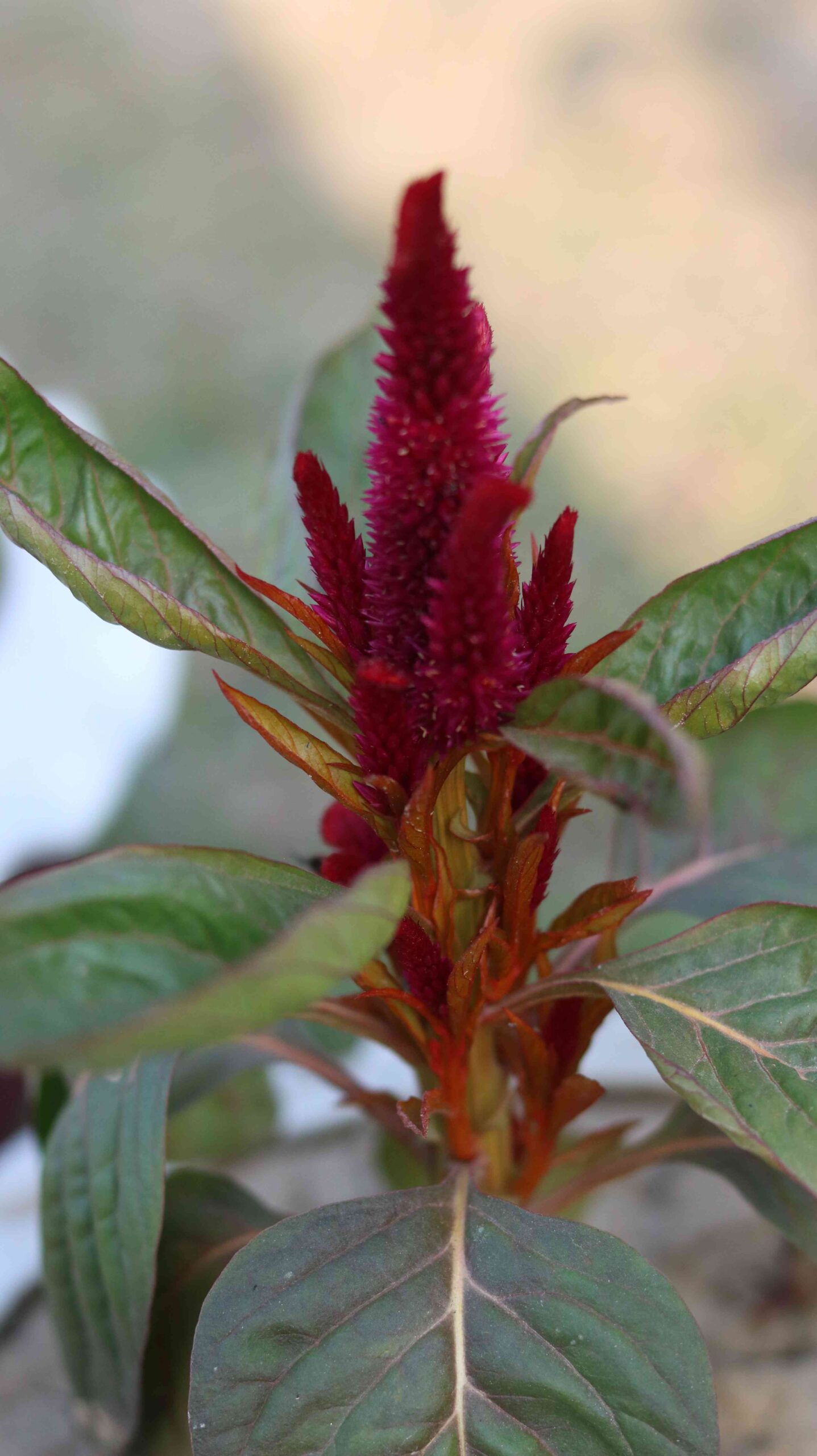 Scarlet Sage Flower Salvia splendens Bright Red Garden Bloom Close Up 4K Nature