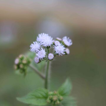 Beautiful White Ageratum Flower Macro Nature Photography Background