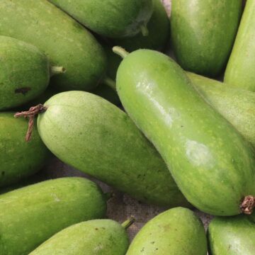 Fresh Ash Gourd Harvest From Farm To Kitchen