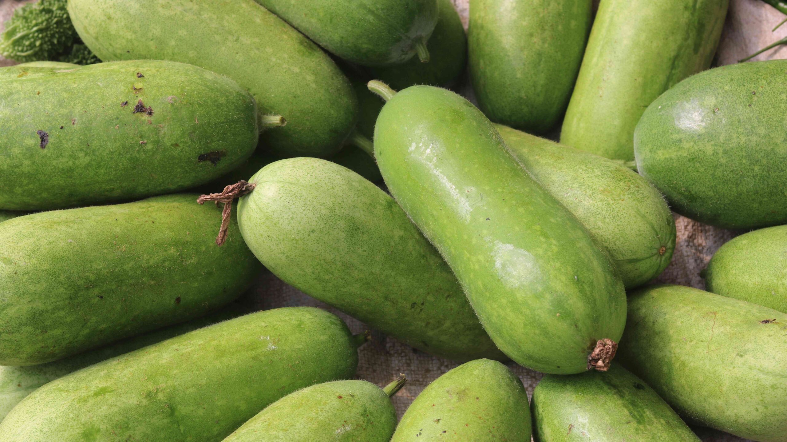 Fresh Ash Gourd Harvest From Farm To Kitchen