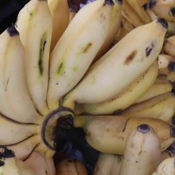 Fresh Banana Harvest From Farm To Kitchen