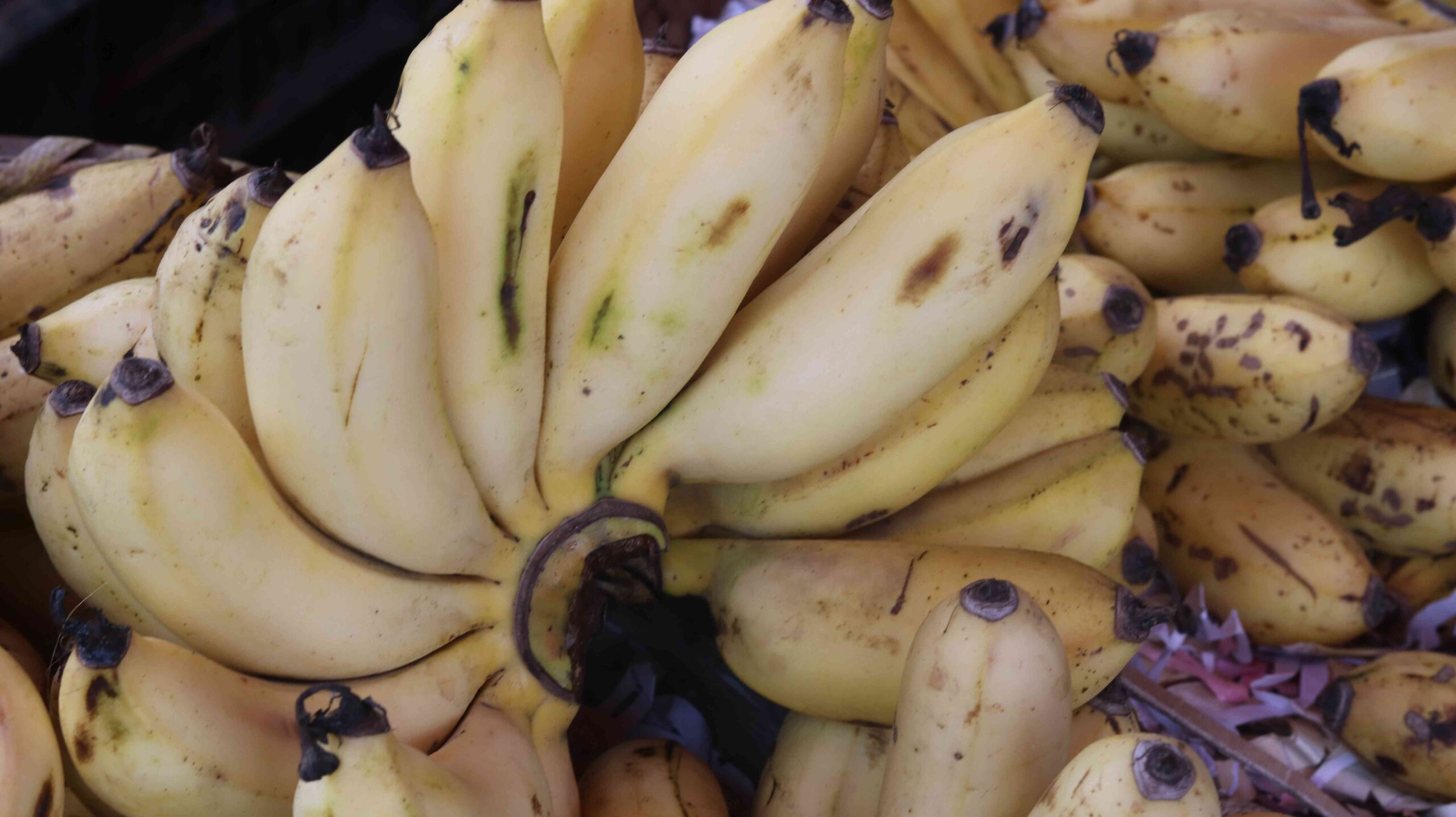 Fresh Banana Harvest From Farm To Kitchen