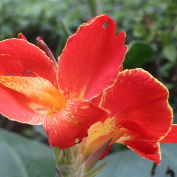 Beautiful Orange Canna Lily Flower Close-Up