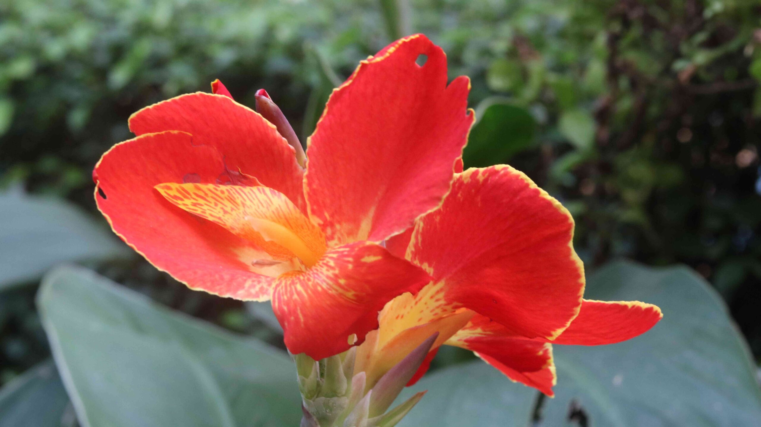 Beautiful Orange Canna Lily Flower Close-Up