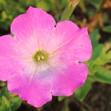 Beautiful Pink Petunia Flower Close-Up