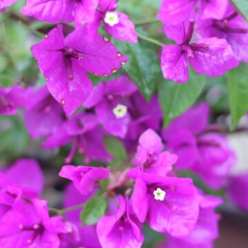 Beautiful Purple Bougainvillea Flowers Close-Up