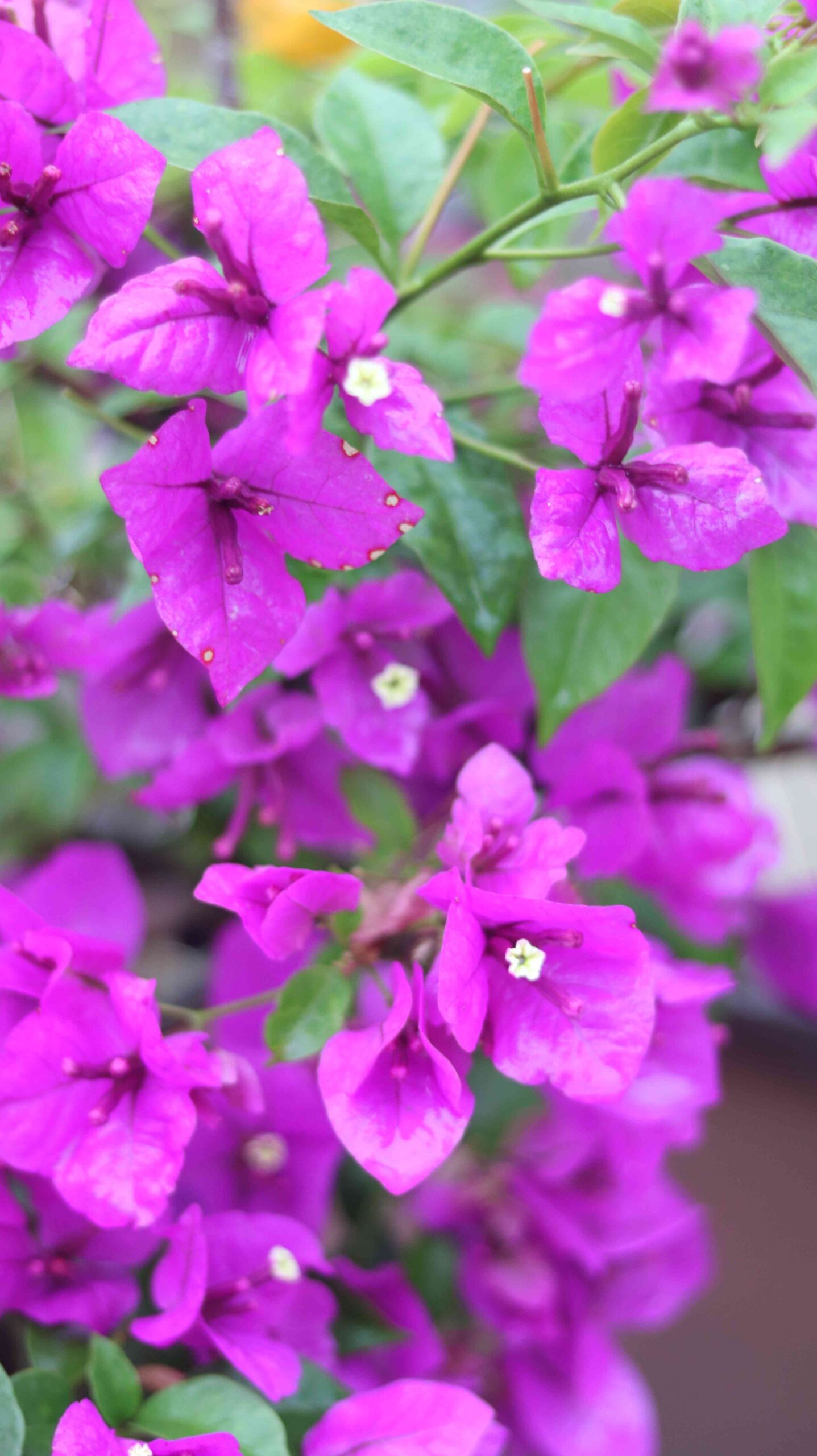 Beautiful Purple Bougainvillea Flowers Close-Up