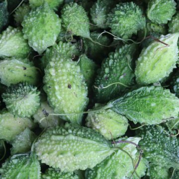 Fresh Pointed Gourd Harvest From Farm To Kitchen