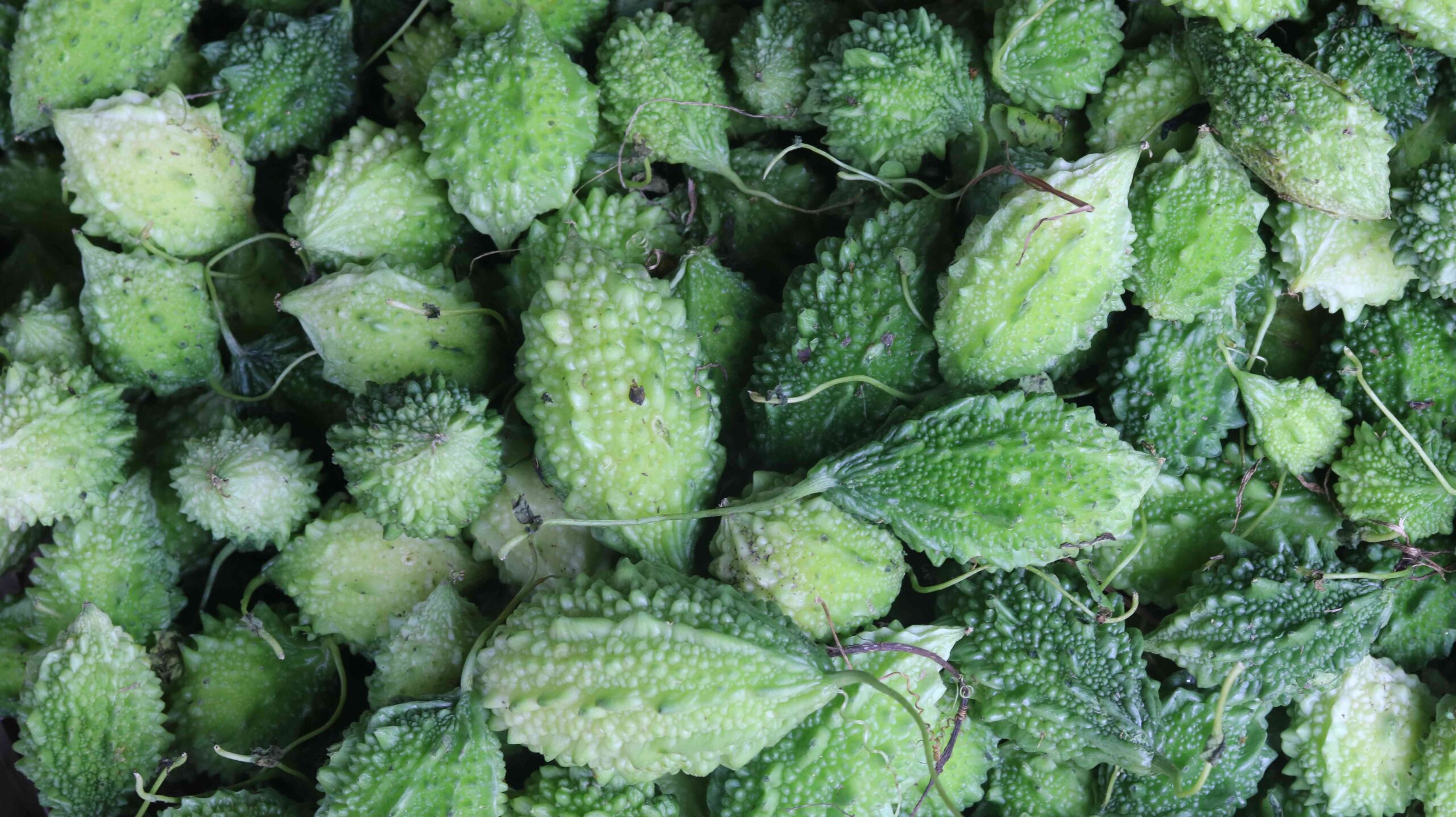 Fresh Pointed Gourd Harvest From Farm To Kitchen