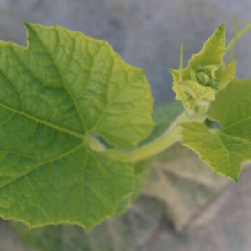 Fresh Bottle Gourd Plant Leaves Growing