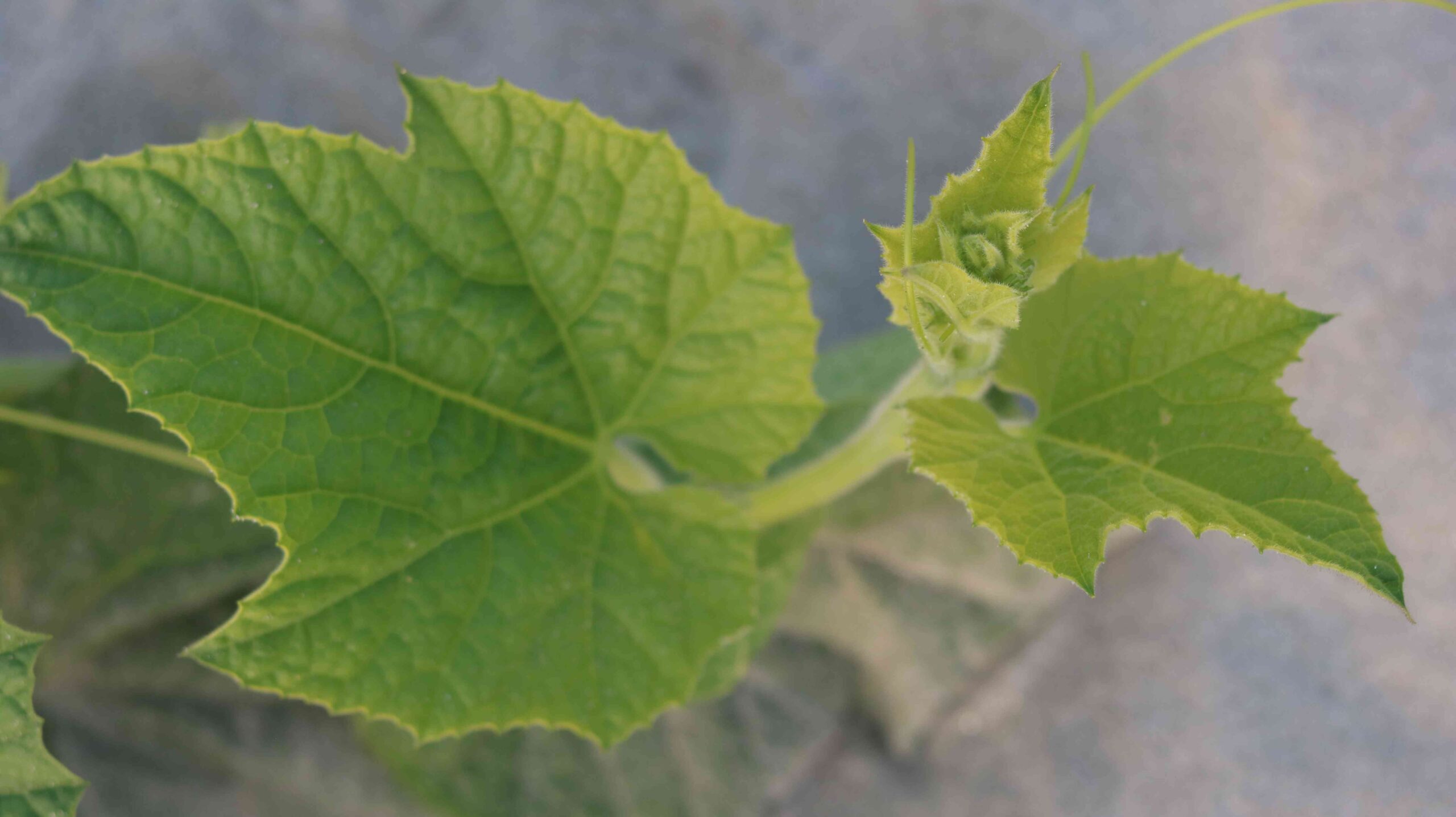 Fresh Bottle Gourd Plant Leaves Growing