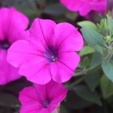 Pink Bougainvillea Flower Beauty Stunning Paper Flower Garden