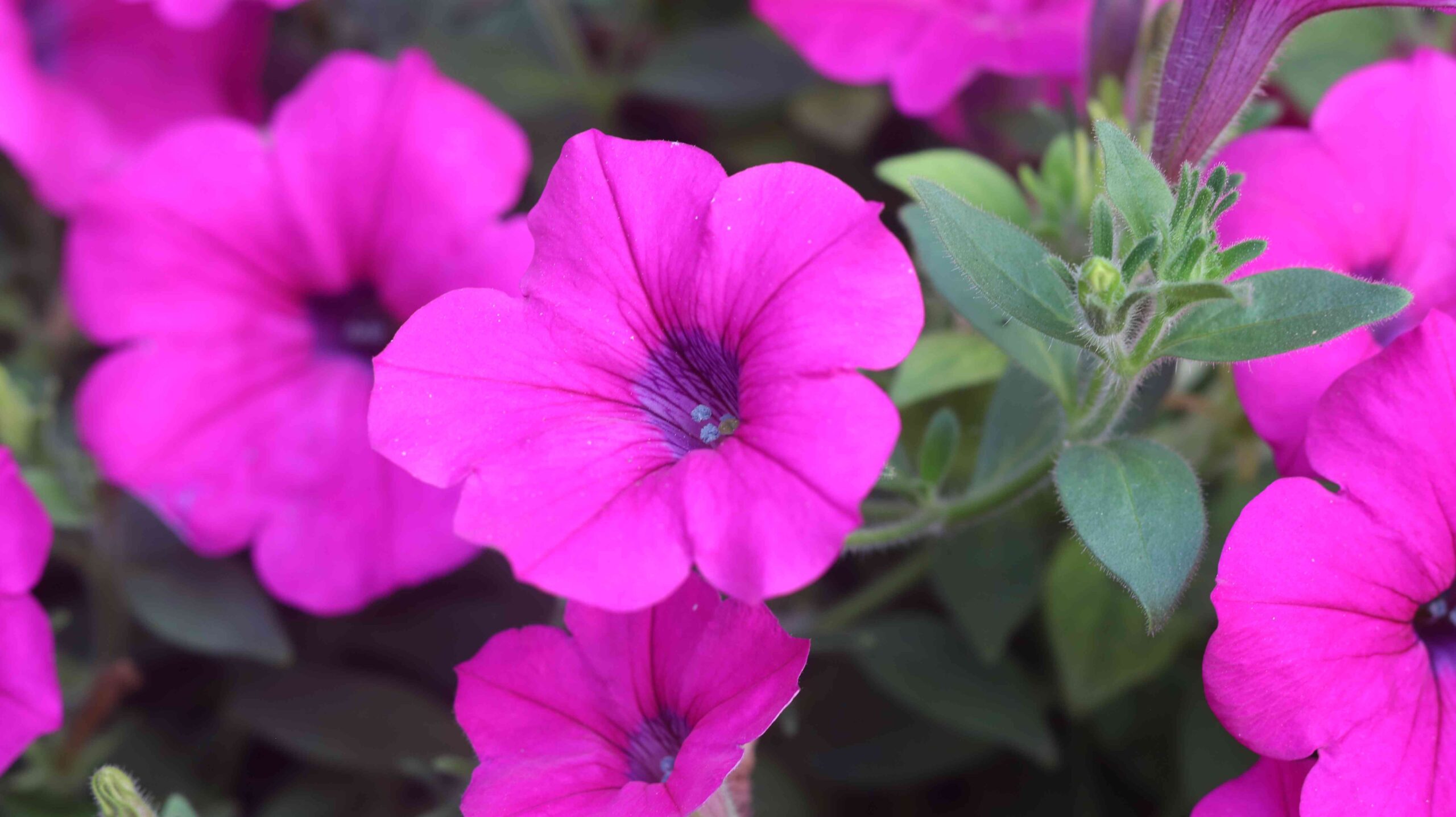Pink Bougainvillea Flower Beauty Stunning Paper Flower Garden